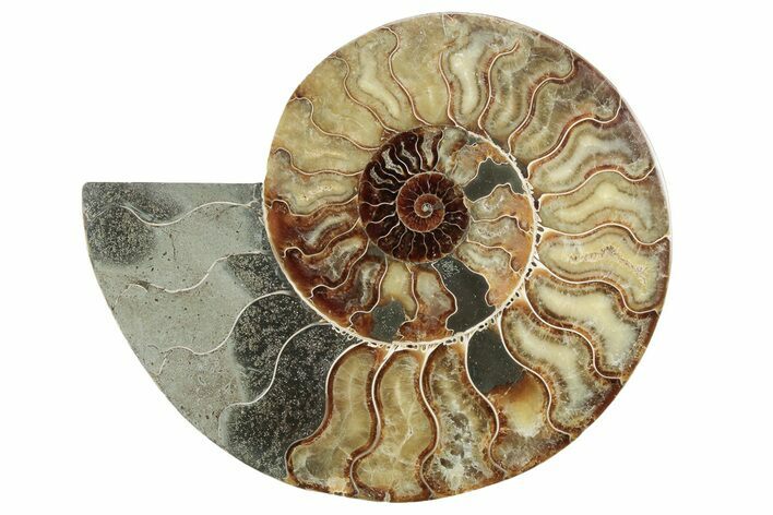 Cut & Polished Ammonite Fossil (Half) - Madagascar #213076